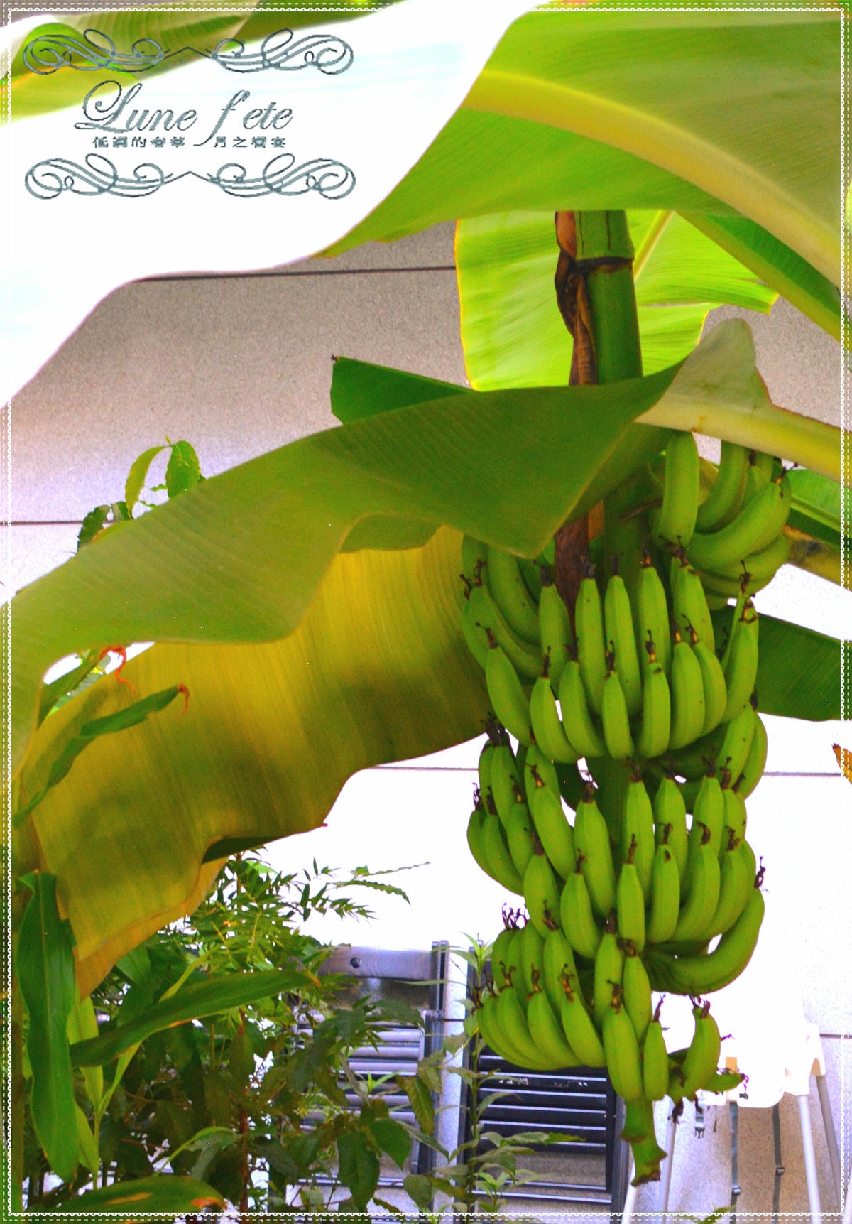 DSC_0660_meitu_1