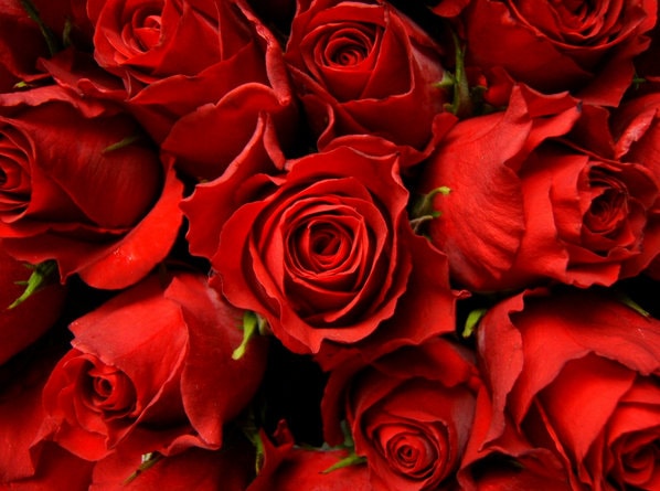 RedRoses RedRoses