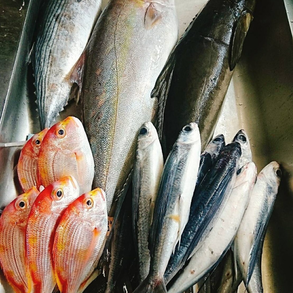 [食記] 鹿角鰭日本料理 汐止隱藏版巷弄的美食#本鮪大腹 #北海道厚岸生蠔 #石狩味增牛培根鍋 #午魚一夜干 #海膽握壽司 #玫瑰鮭魚親子丼