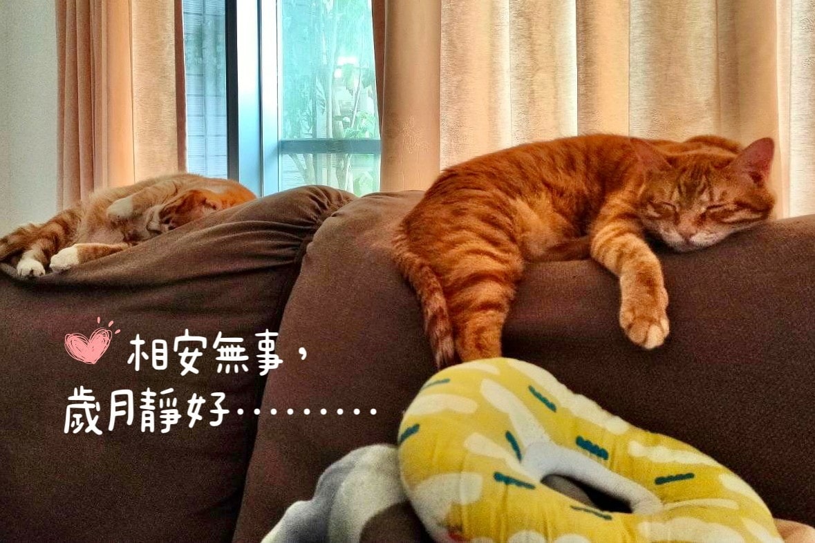 LINE_ALBUM_20221222_221223.jpg #貓抓布沙發#沙發先生家居#沙發先生#貓抓布#防貓抓沙#貓奴#客製化沙發#沙發推薦#平價沙發#布沙發#沙發先生評價#沙發先生價格#沙發先生家居評價#沙發先生 內湖#沙發先生 門市 #貓抓布沙發#沙發先生家居#沙發先生#貓抓布#防貓抓沙#貓奴#客製化沙發#沙發推薦#平價沙發#布沙發#沙發先生評價#沙發先生價格#沙發先生家居評價#沙發先生 內湖#沙發先生 門市