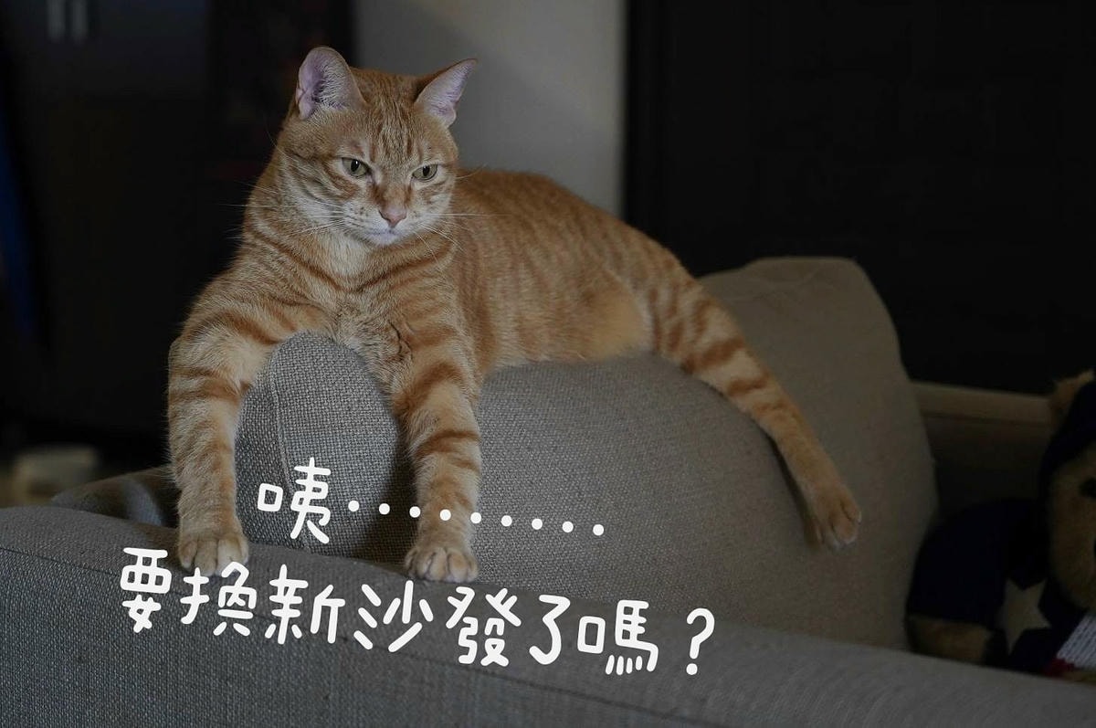 貓奴買貓抓布沙發就選沙發先生家居 北歐平價客製化VS國內外貓抓布 透氣耐磨 防髒污 防潑水 防貓抓沙發 收編你家壞貓貓 ! 貓奴買貓抓布沙發就選沙發先生家居 北歐平價客製化VS國內外貓抓布 透氣耐磨 防髒污 防潑水 防貓抓沙發 收編你家壞貓貓 !