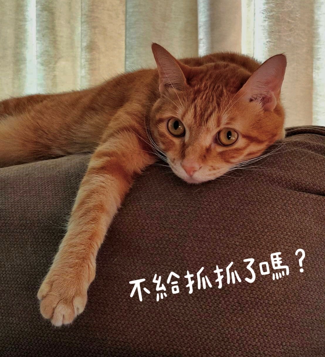 貓奴買貓抓布沙發就選沙發先生家居 北歐平價客製化VS國內外貓抓布 透氣耐磨 防髒污 防潑水 防貓抓沙發 收編你家壞貓貓 ! 貓奴買貓抓布沙發就選沙發先生家居 北歐平價客製化VS國內外貓抓布 透氣耐磨 防髒污 防潑水 防貓抓沙發 收編你家壞貓貓 !