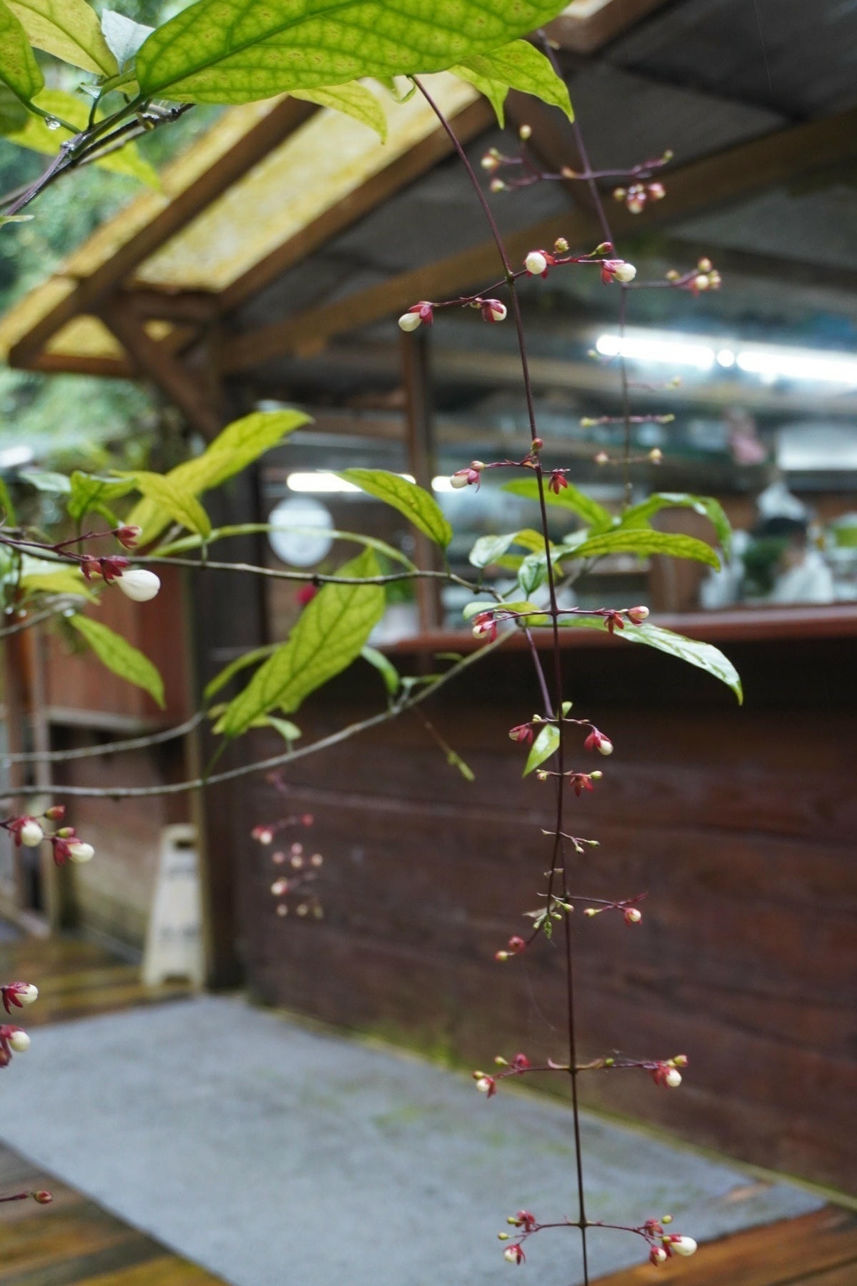 2024陽明山隱藏版無菜單料理推薦 絹絲谷 Silk Val 2024陽明山隱藏版無菜單料理推薦 絹絲谷 Silk Val
