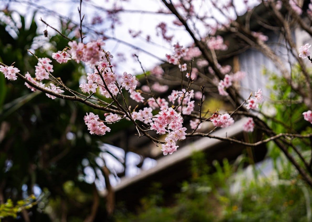 陽明山溫泉美食餐廳 絹絲谷SPA休閒會館 賞花+泡湯+戶外美 陽明山溫泉美食餐廳 絹絲谷SPA休閒會館 賞花+泡湯+戶外美