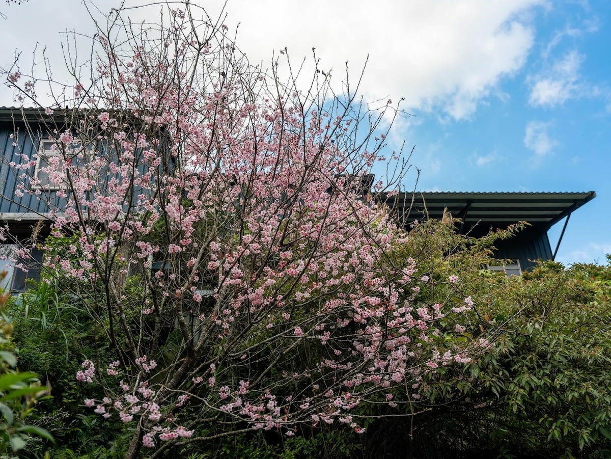 陽明山溫泉美食餐廳 絹絲谷SPA休閒會館 賞花+泡湯+戶外美 陽明山溫泉美食餐廳 絹絲谷SPA休閒會館 賞花+泡湯+戶外美