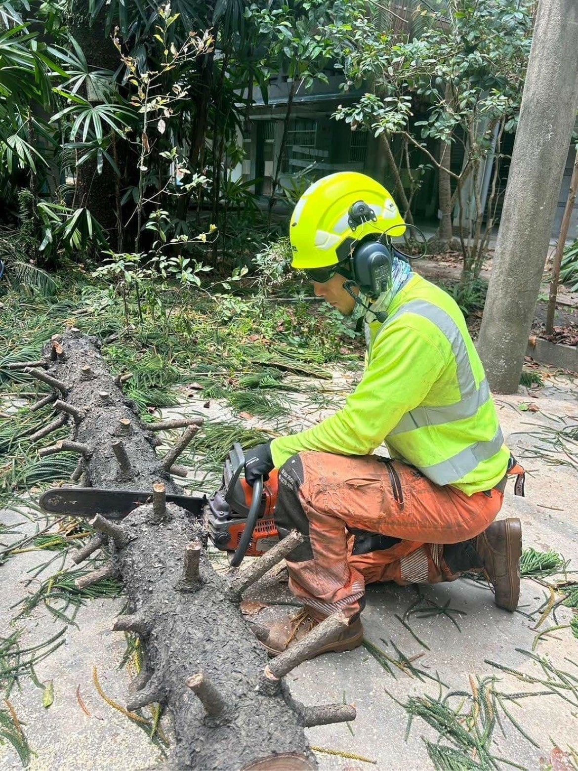 藝樹人工作室 台北樹木修剪,讓城市綠意更健康 藝樹人工作室 台北樹木修剪,讓城市綠意更健康